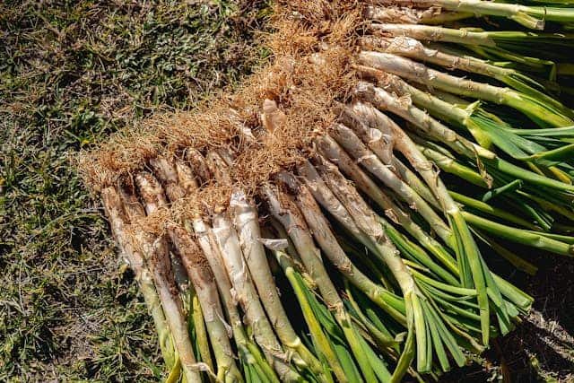 Ruta gastronómica asequible