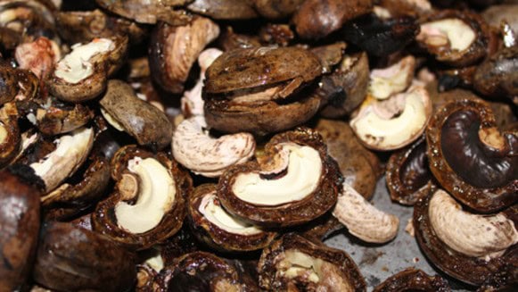 Caracoles con sus conchas abiertas.